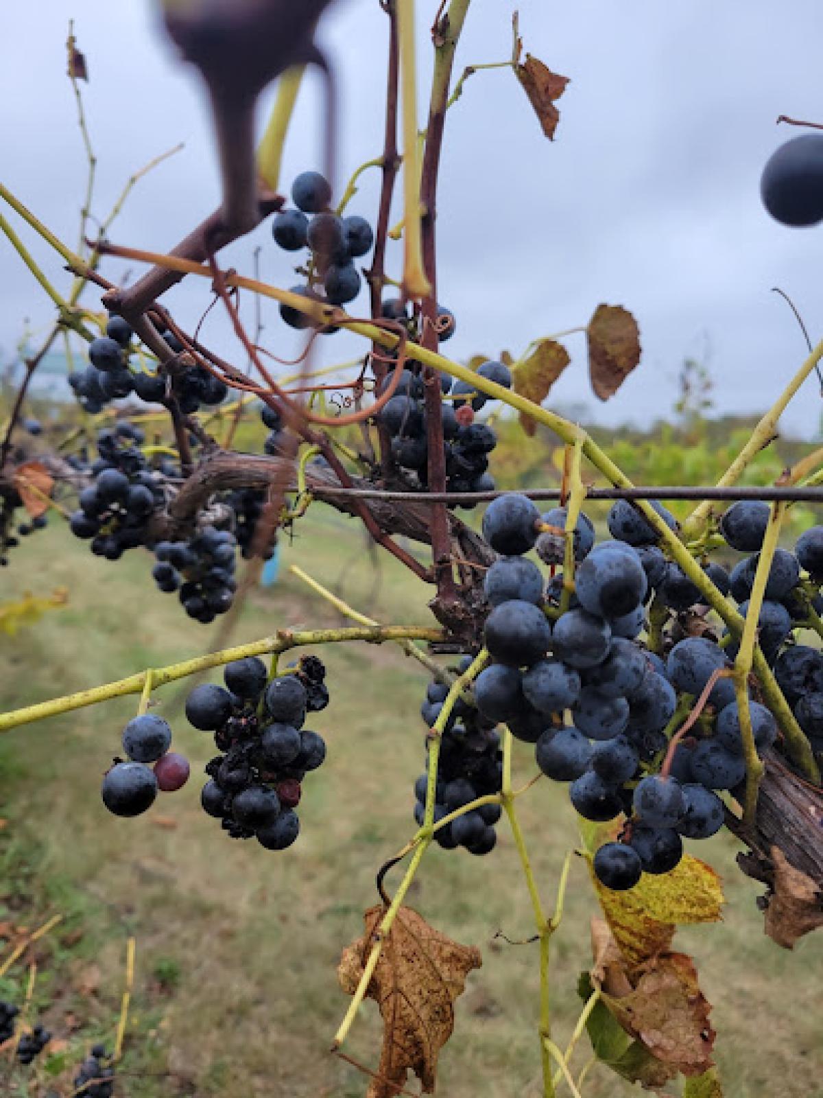 Maple Hills Orchard, LLC