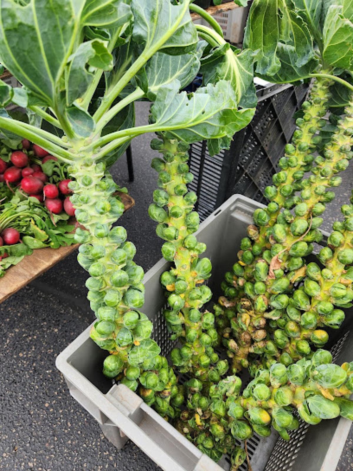 Savage Farmer's Market