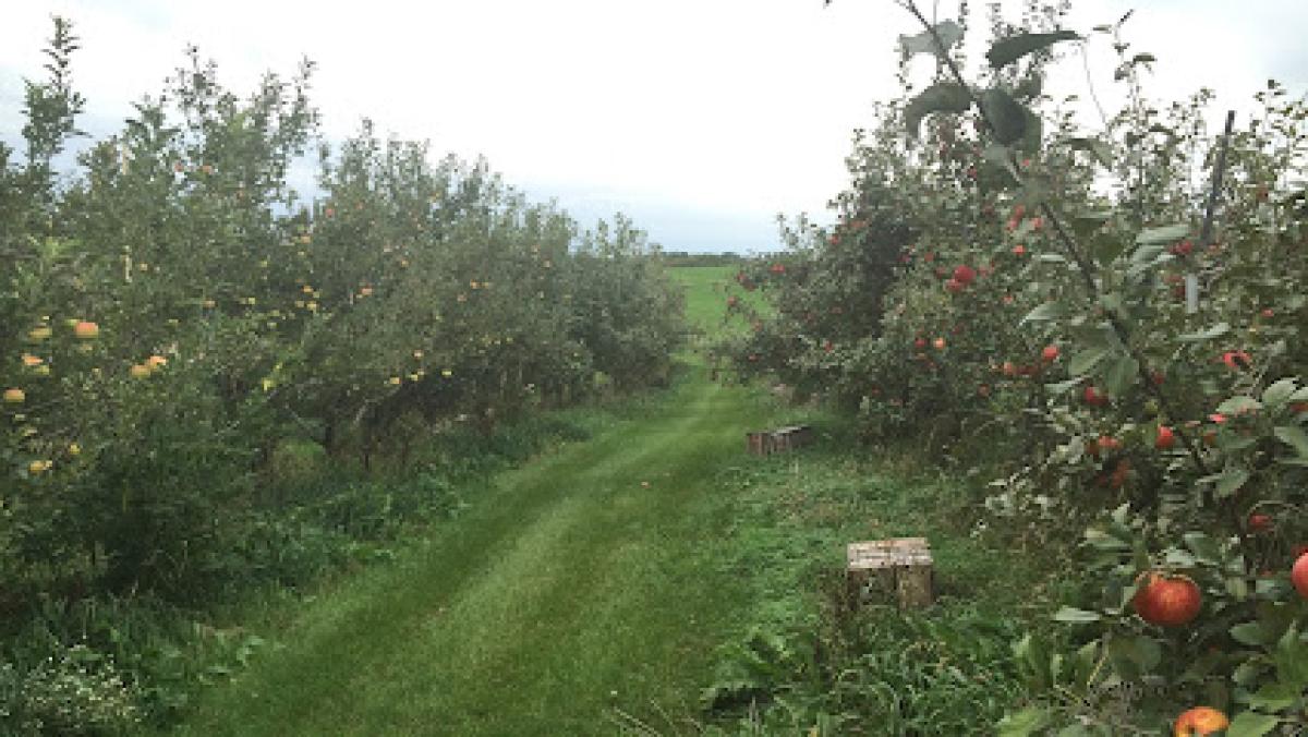 Blossom Hill Orchard & Farm