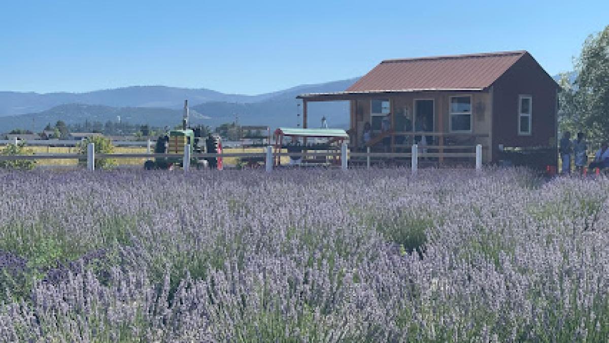 Longview Lavender Farm