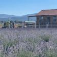 Longview Lavender Farm