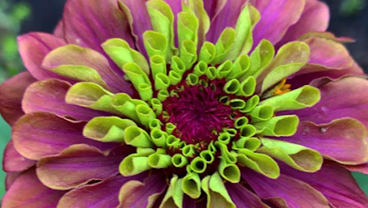 Wanderin’ Barefoot Farm