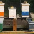 Effing Bees Apiary