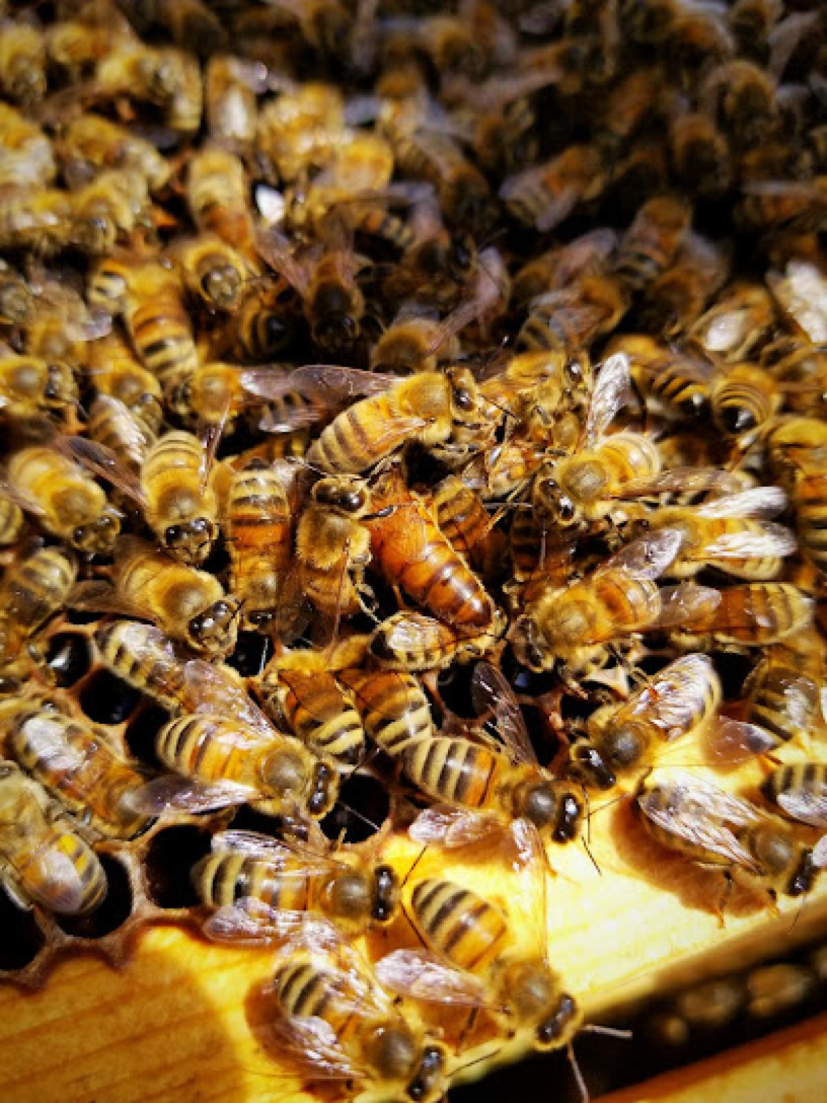 The McBee's Knees Apiary and Gifts