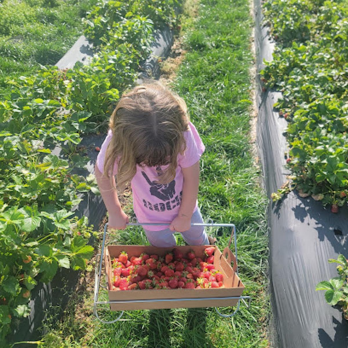 Tasty Acres Strawberries and More