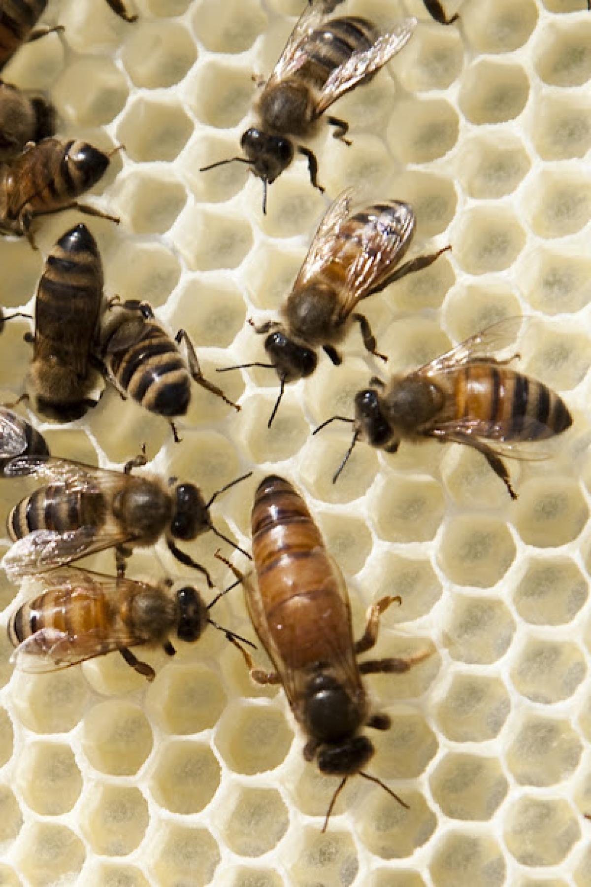 Crystal Wings Beekeepers Supply