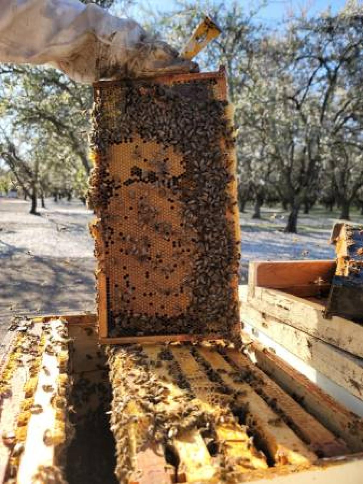 Honey River LLC- beekeeping