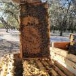 Honey River LLC- beekeeping
