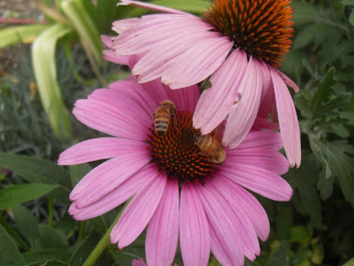 Wild Attitude! Apiaries