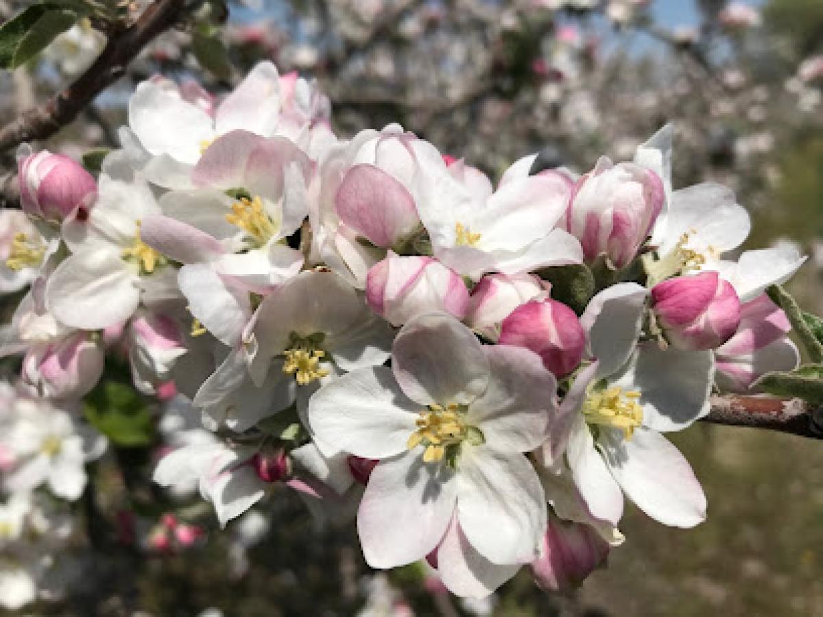 Hickory Ridge Orchard