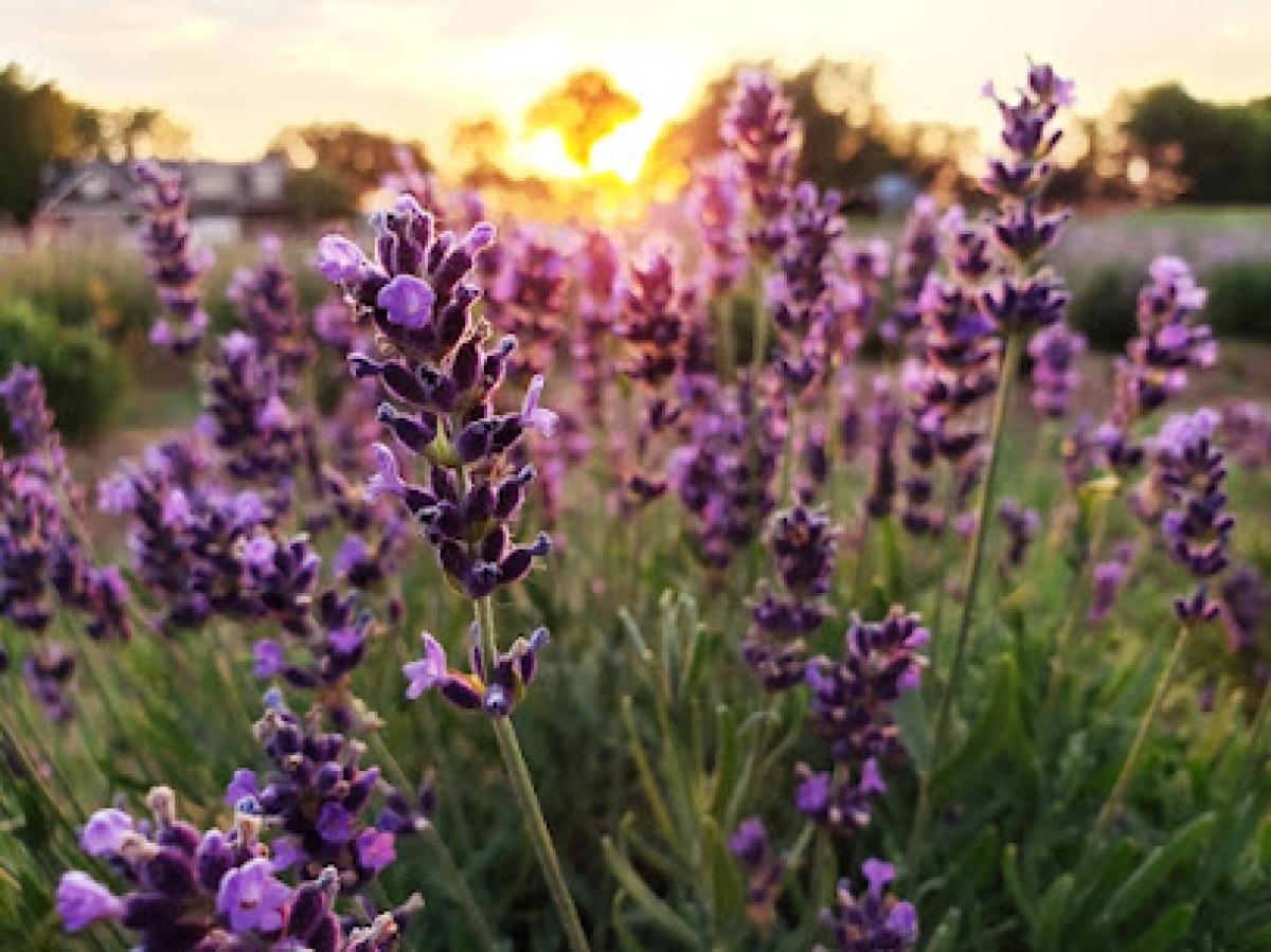 Elam Lavender and Honey Bee Farm