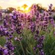 Elam Lavender and Honey Bee Farm