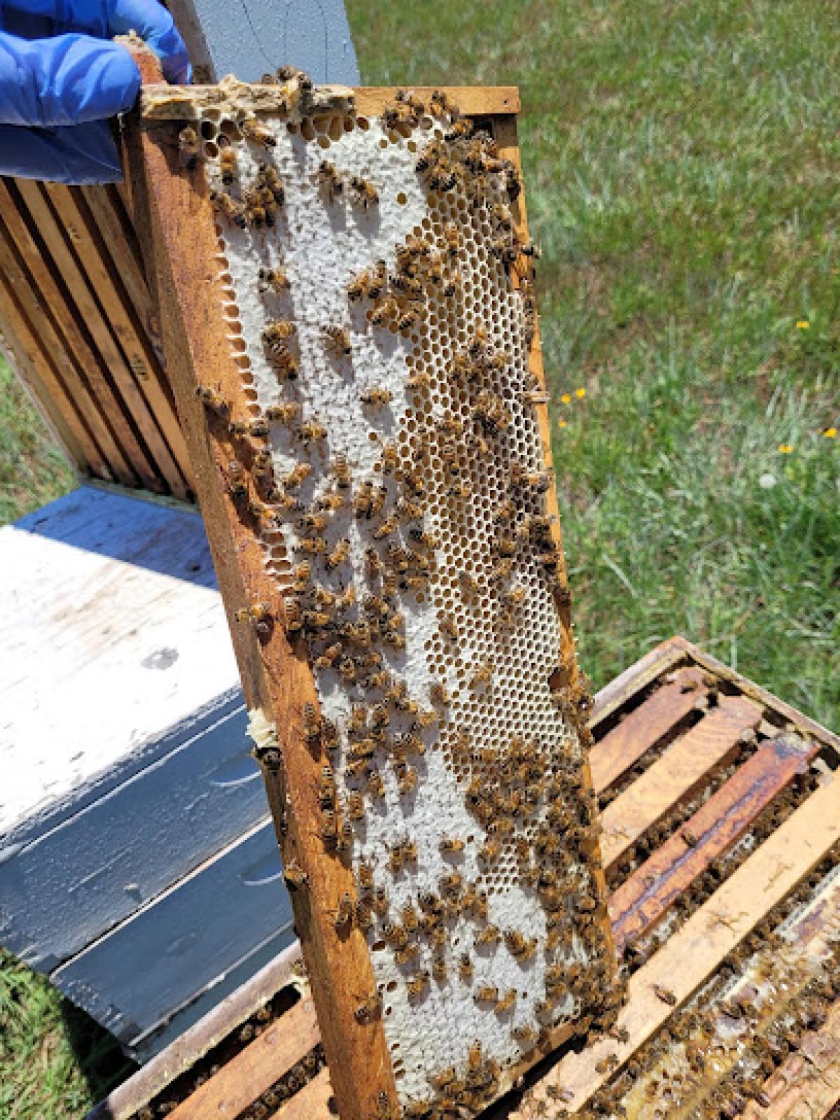 Judd Honey Bee Ranch - Local Honey - by appointment.