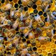Hex Honey Bees
