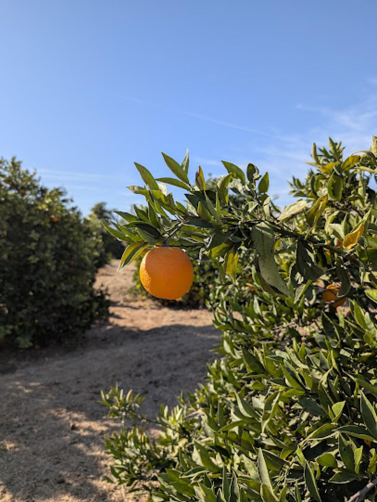 Cotton Lane Citrus Honey