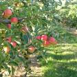 Apple Acres Orchard