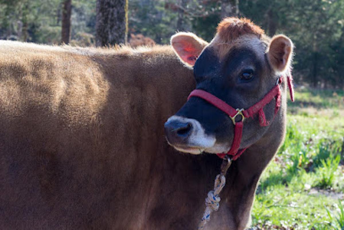 Milk & Honey Hill Farm