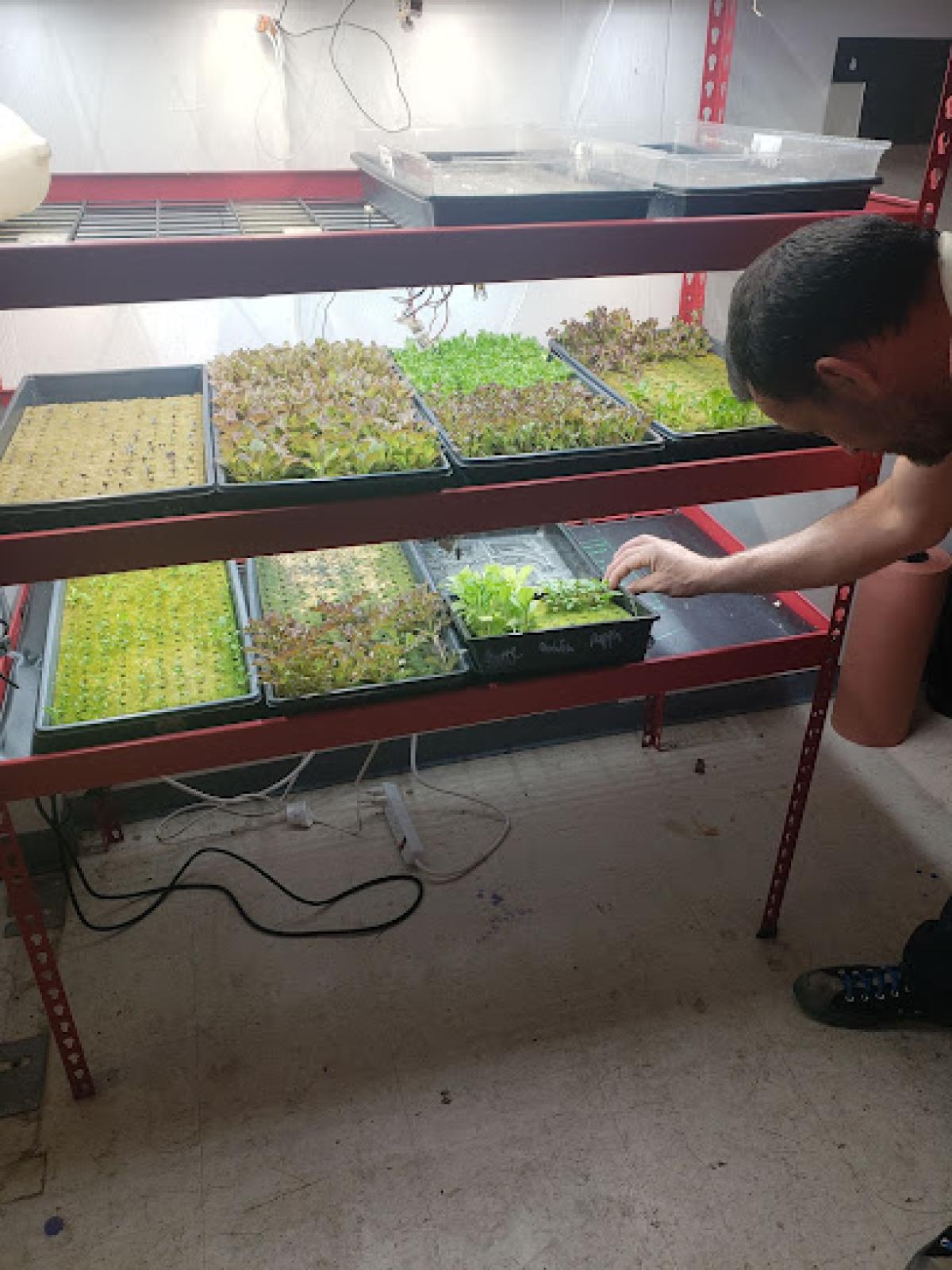 Dixie Urban Farm LLC DBA Cotton St Farms