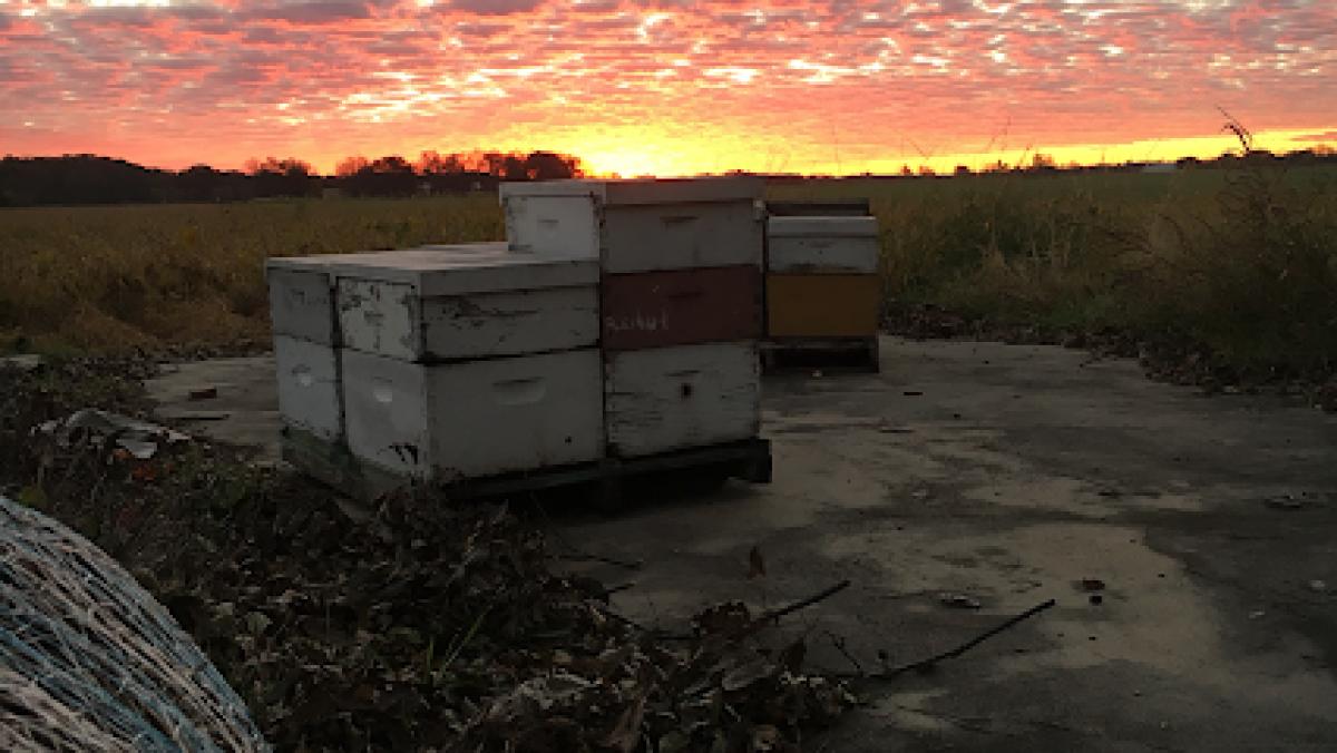 Kenuc LLC (Central Oklahoma Honey farm)