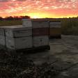 Kenuc LLC (Central Oklahoma Honey farm)