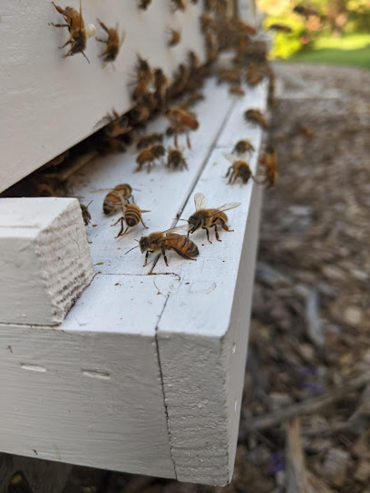 Locust Ridge Honey and Produce