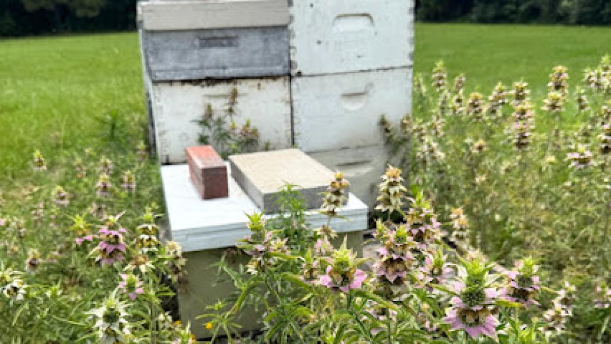 No Bee Left Behind, LLC