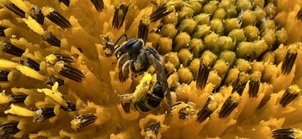 Sergio’s Bee Sanctuary and Honey