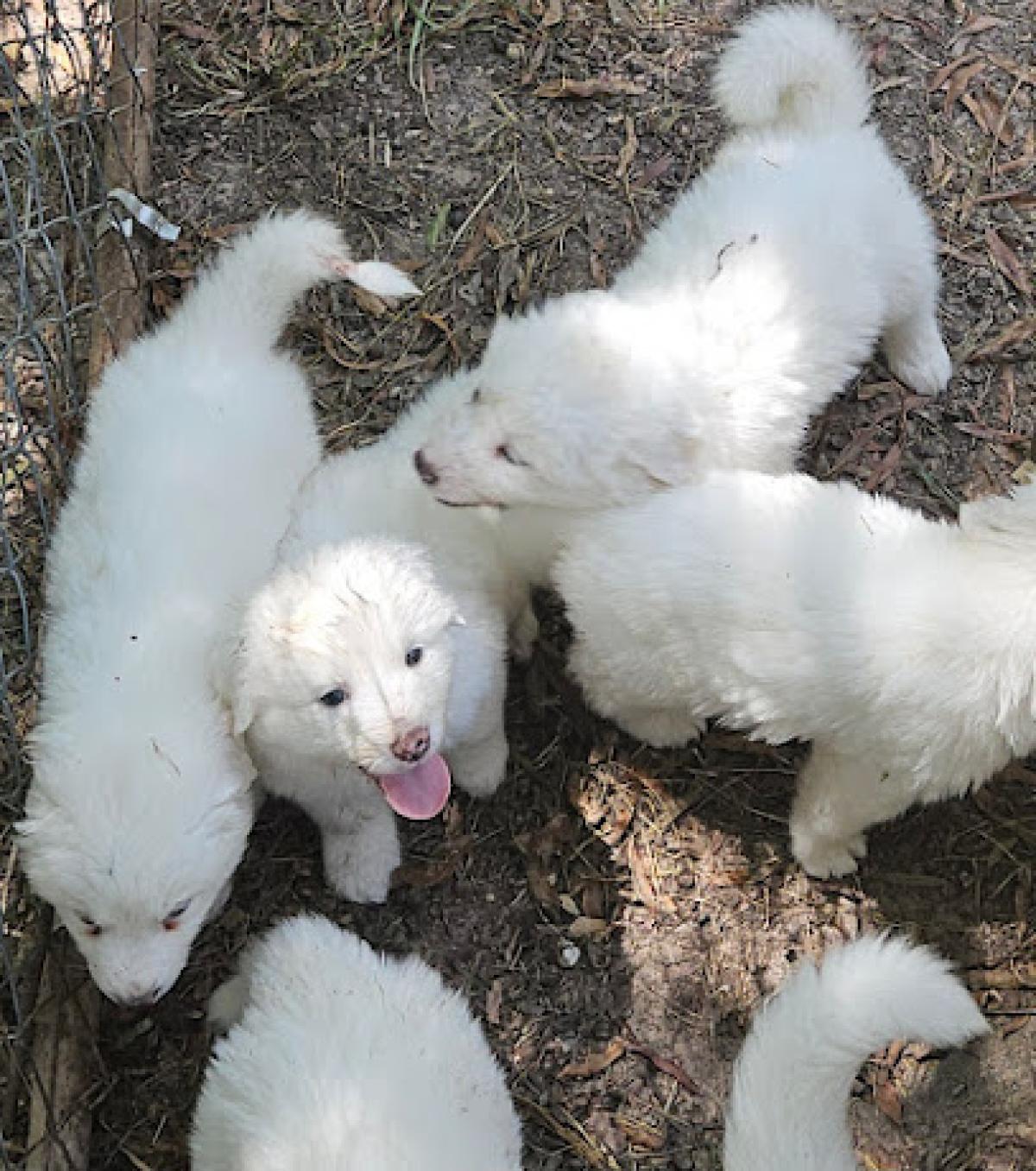 Coyote Ridge Farm and Country Store