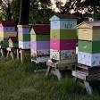 Piney Creek Apiary