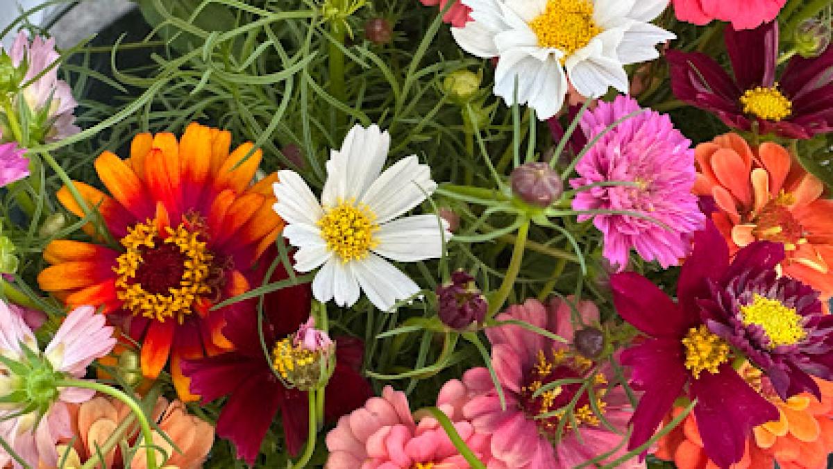 Bella Vista Flower Farm