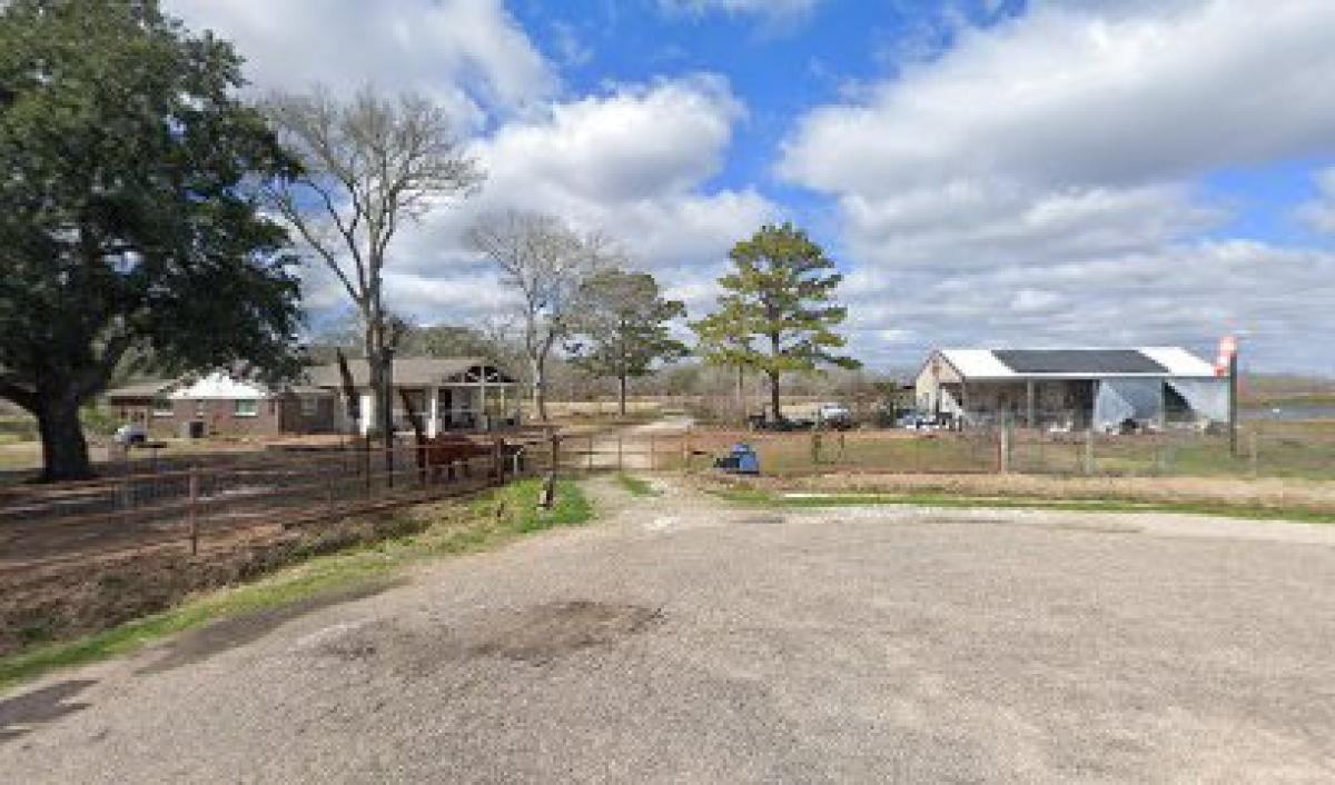 The Birds and the Bees