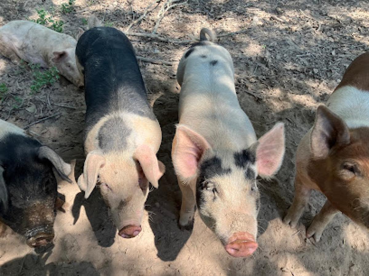 Honey Hog Farm