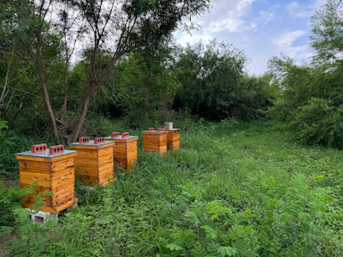 La Curva Del Nopal Apiary