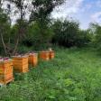 La Curva Del Nopal Apiary