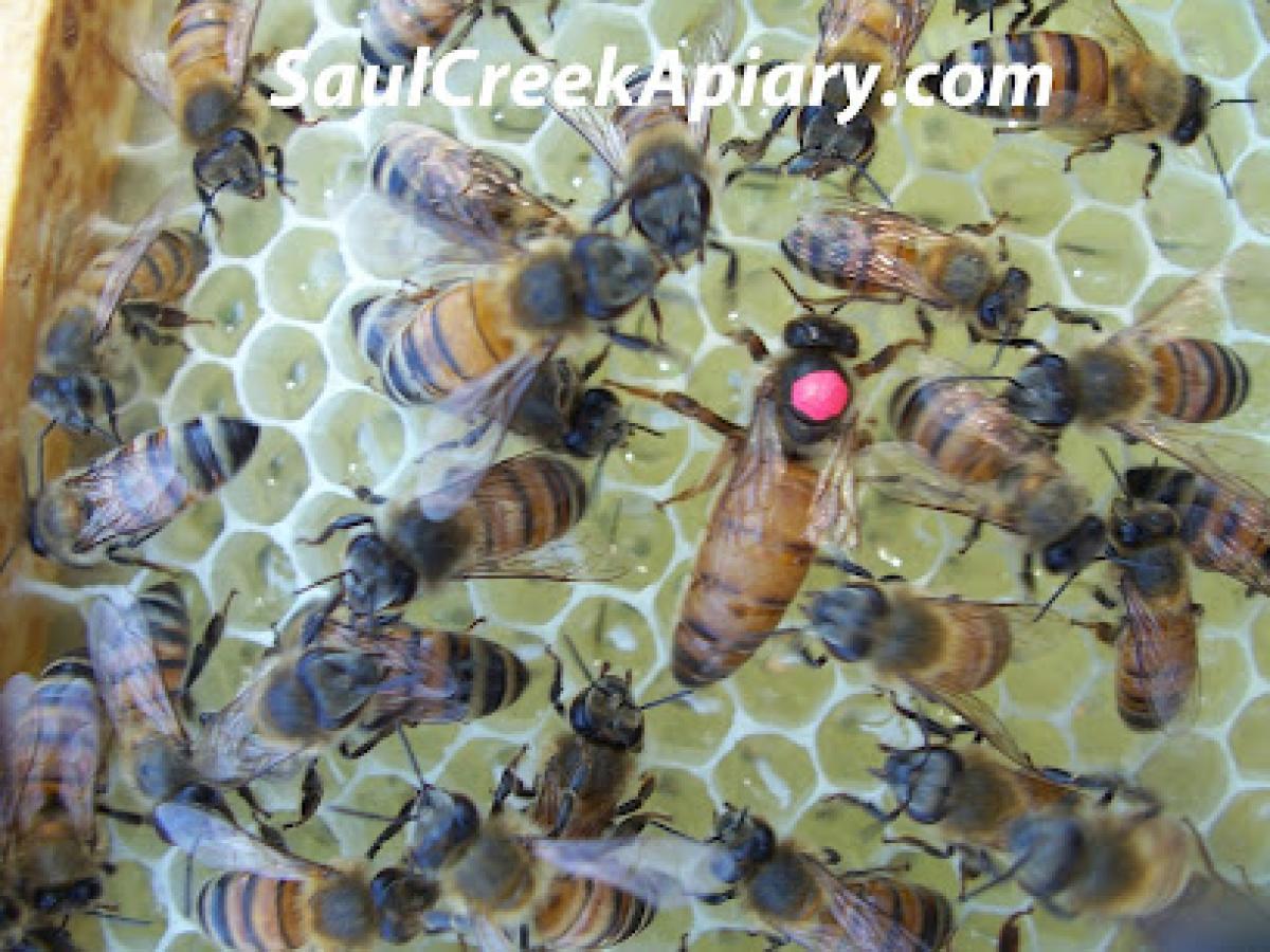 Saul Creek Apiary
