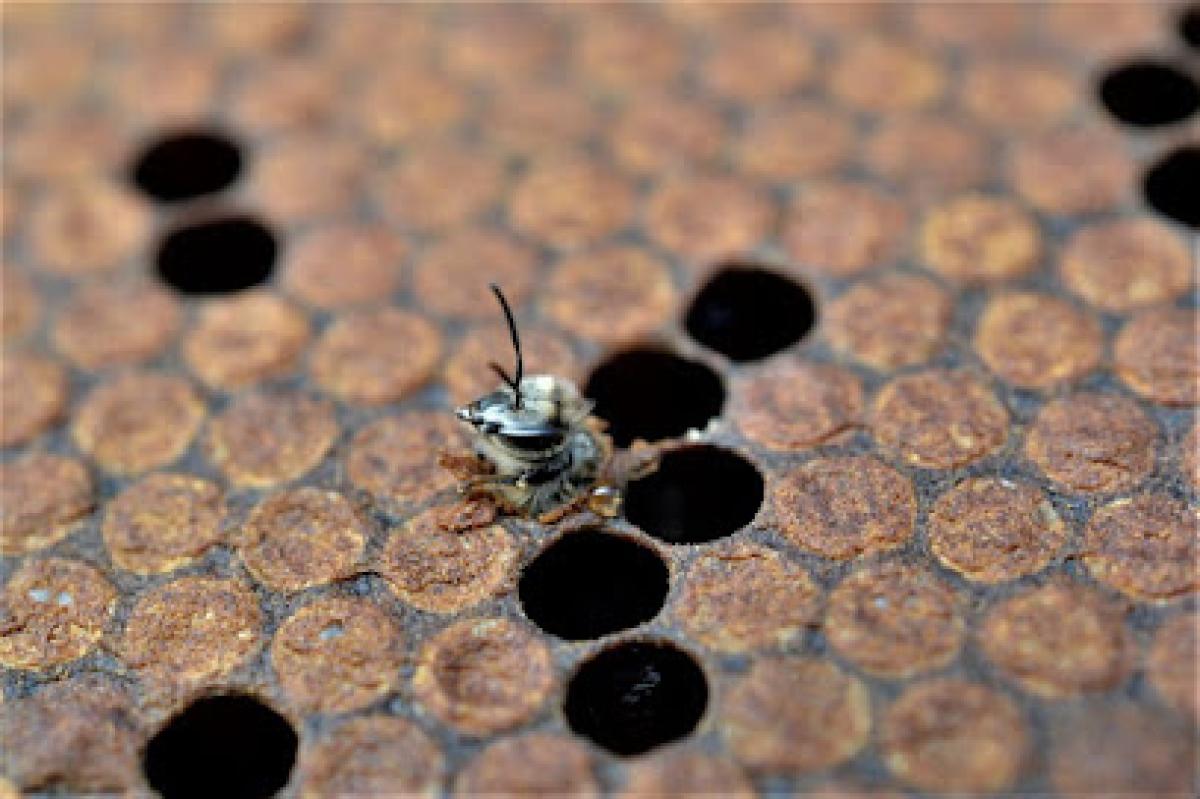 Helping Hand Apiaries