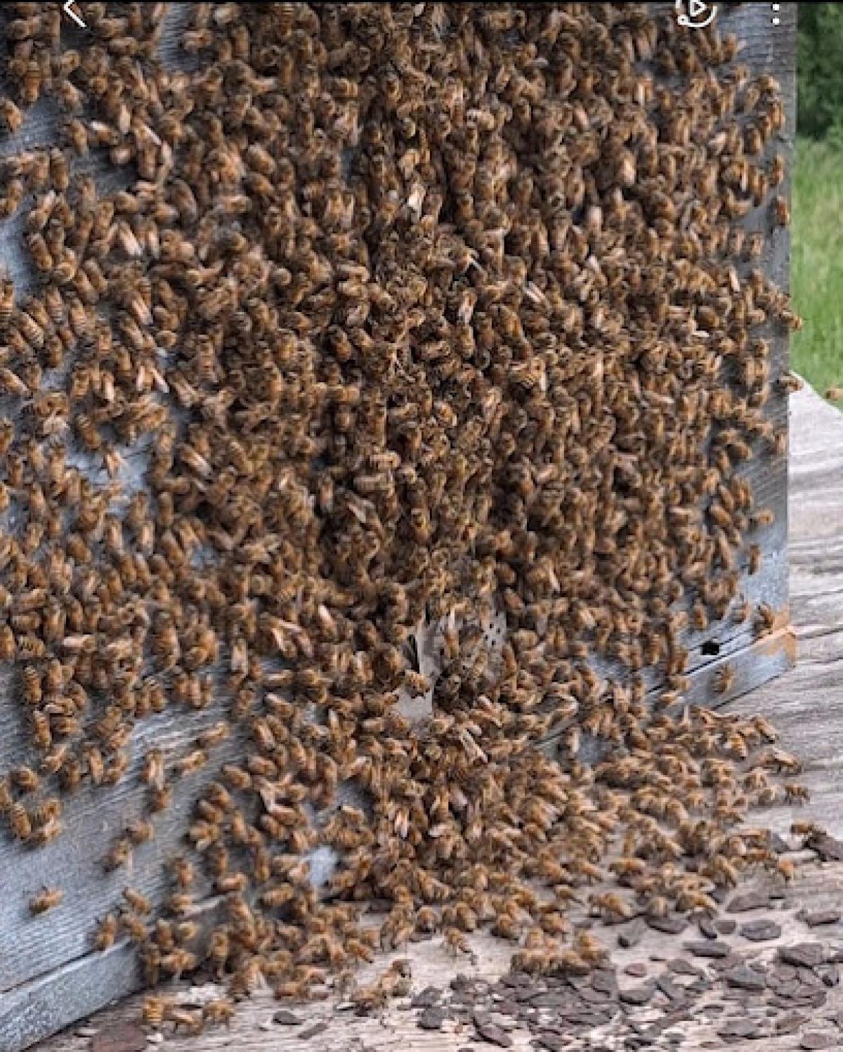 I BEE-LIEVED for BEES