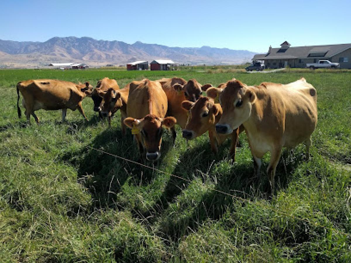 cache meadow creamery