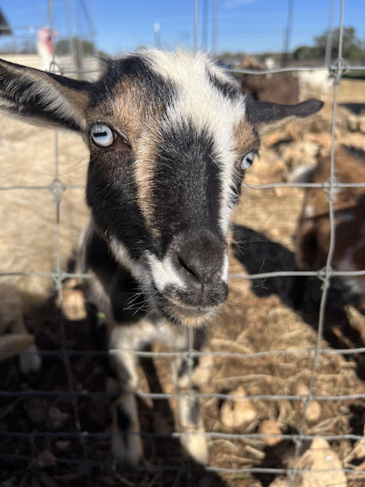 Miss Scarlett's Texas Homegrown Farmers Market