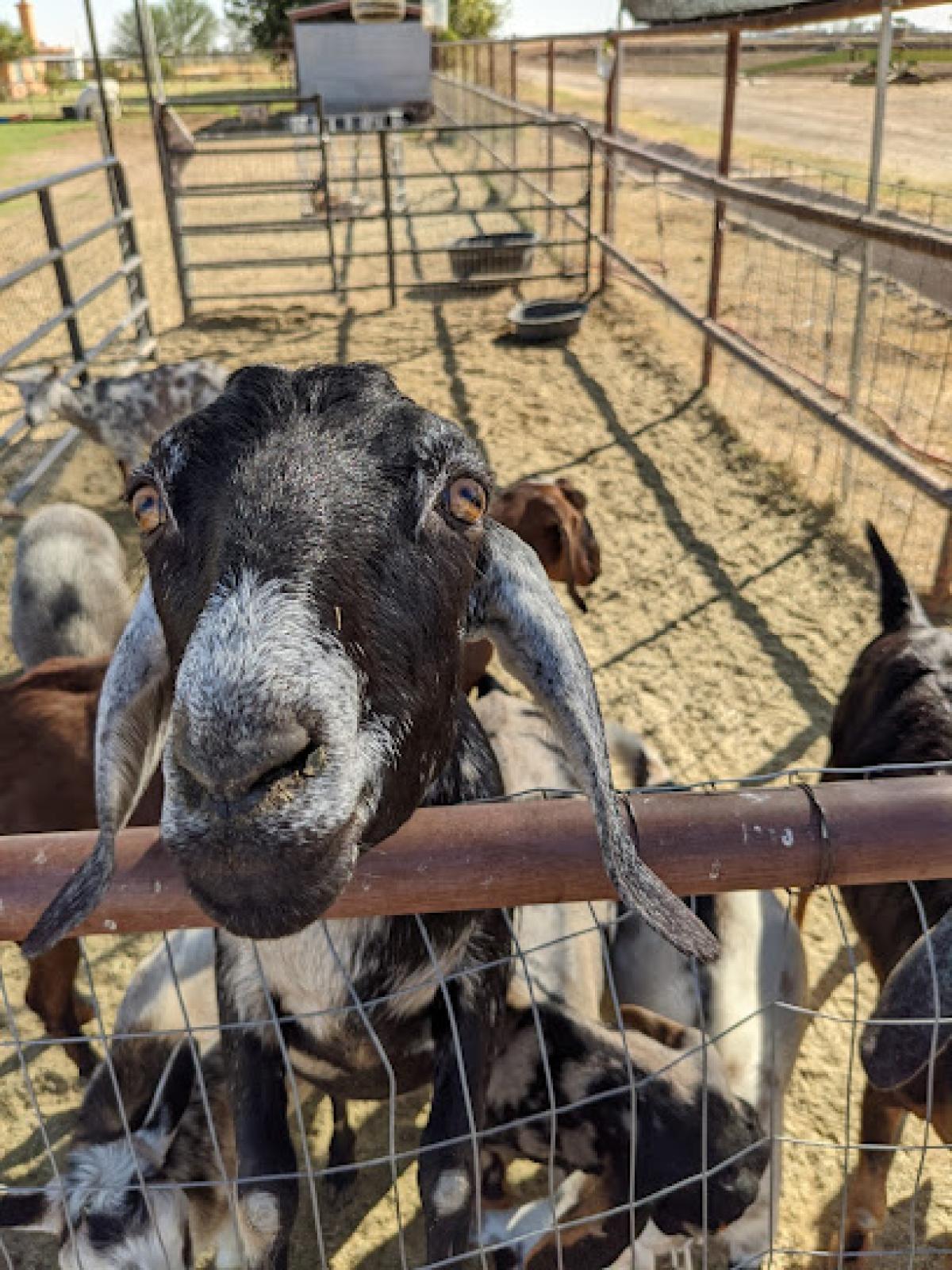 Blue Sky Organic Farms