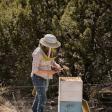 Desert Hives