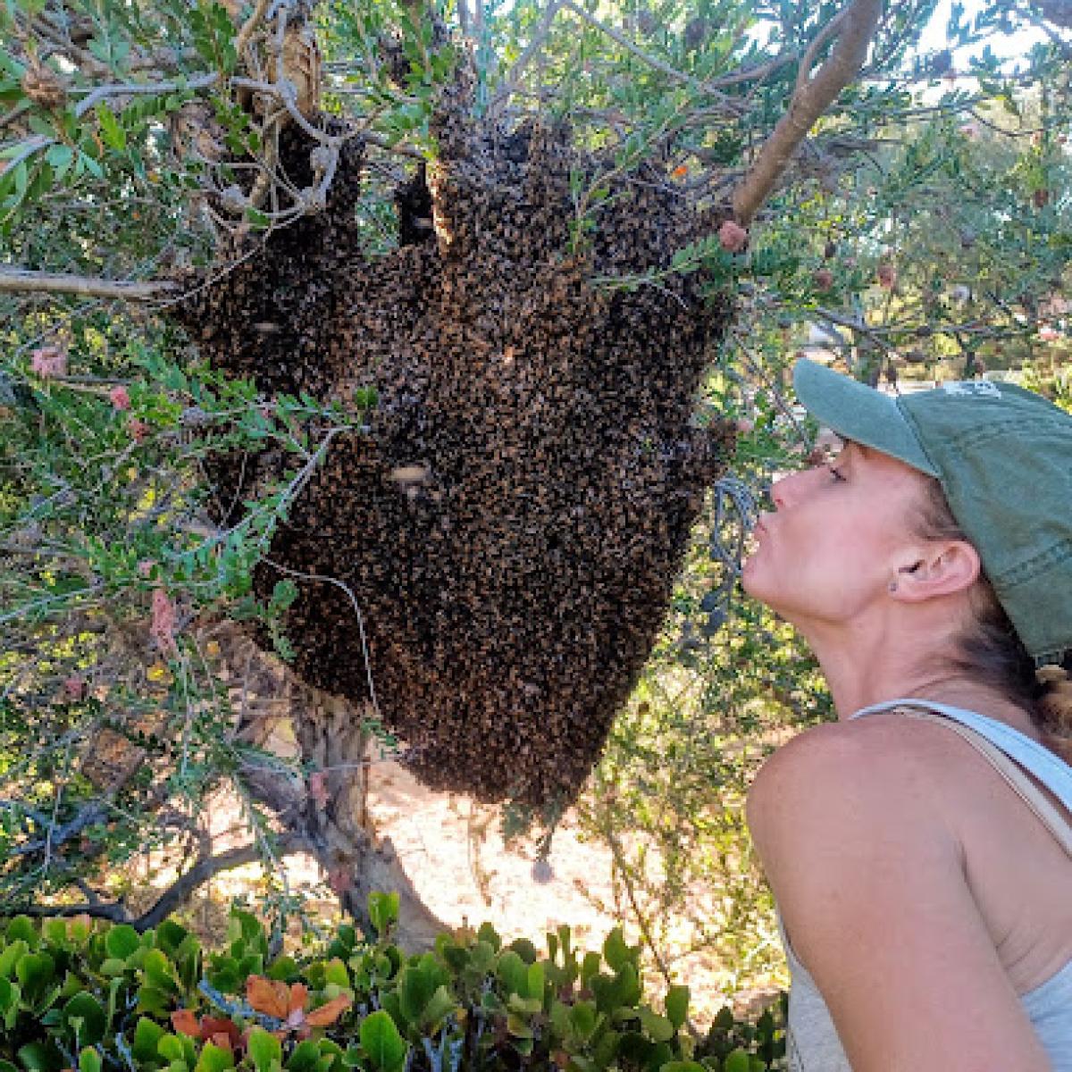 Encinitas Bee Company (Encinitas Honey)