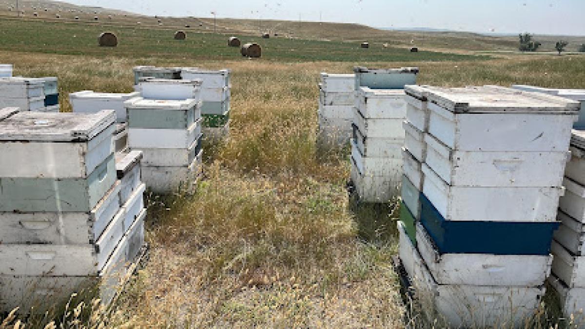 Carrillo Apiaries Inc