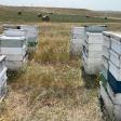 Carrillo Apiaries Inc