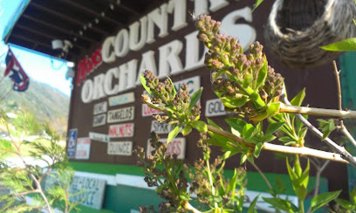 Moms Country Orchards