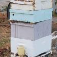 Aphrodite's Apiary, LLC