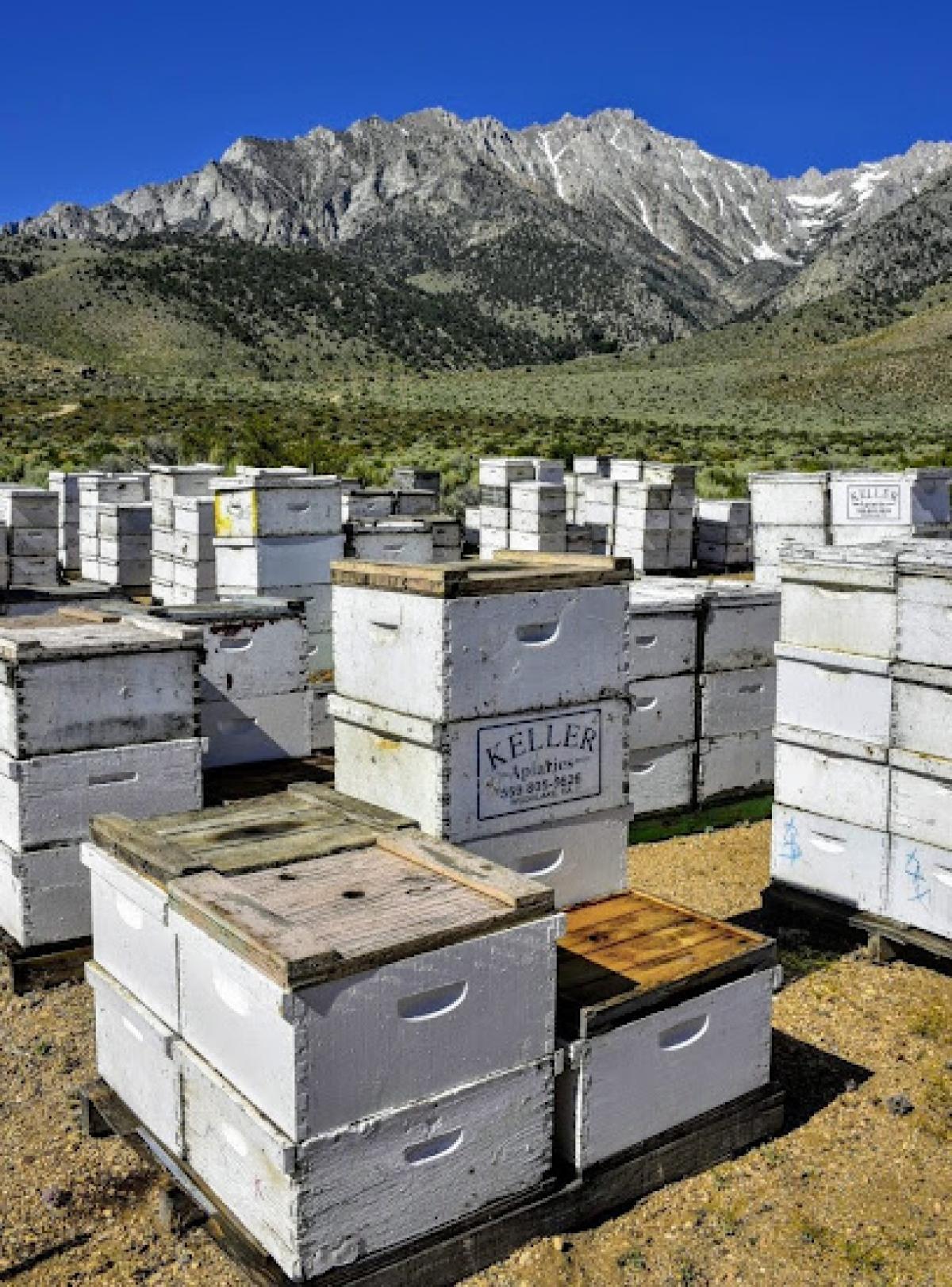 Keller Apiaries