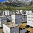 Keller Apiaries