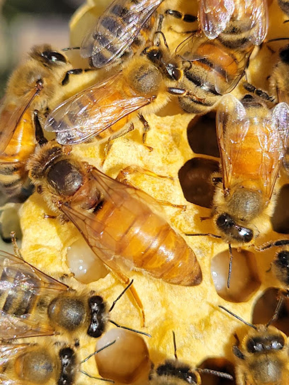 Cisneros and Sons Honey Bees