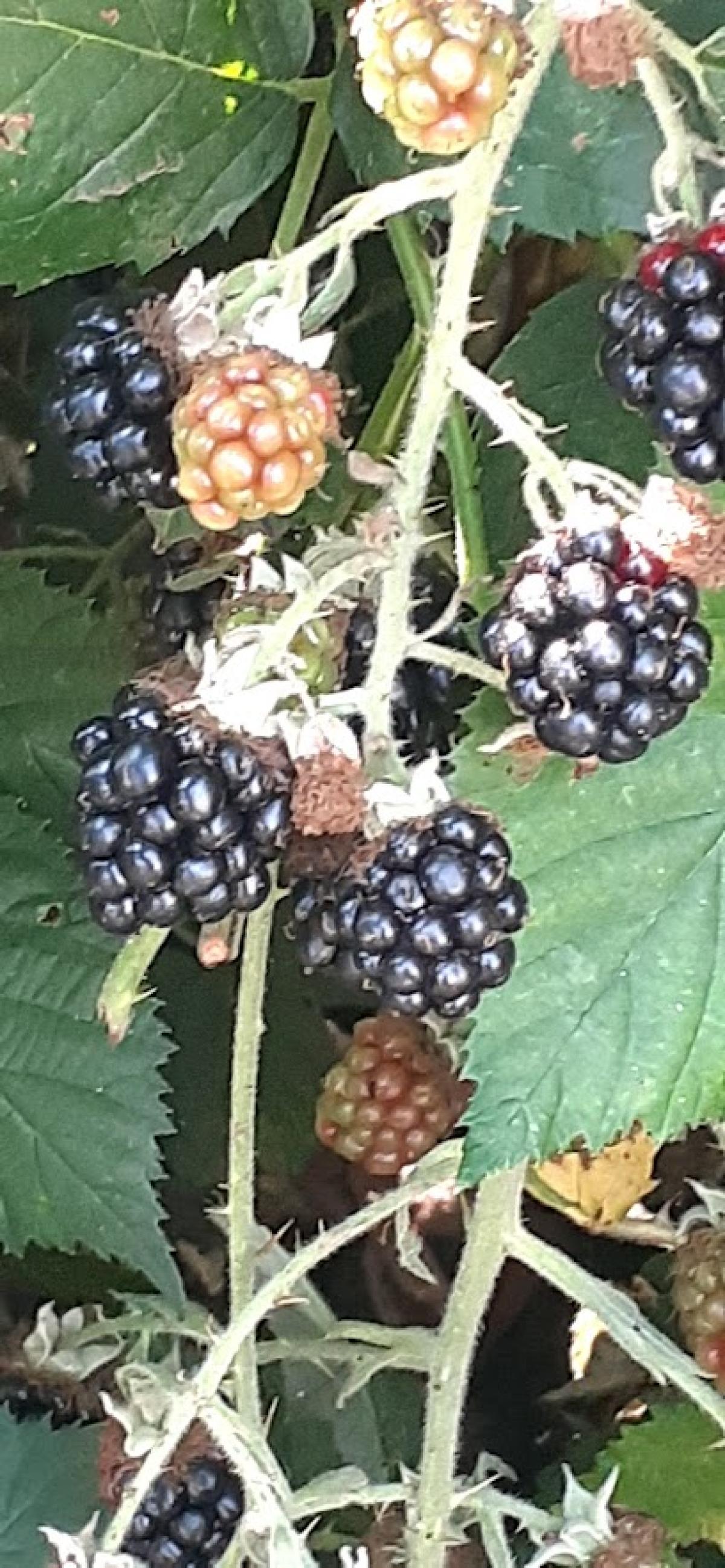 Peterson's Farm(farm fresh eggs)